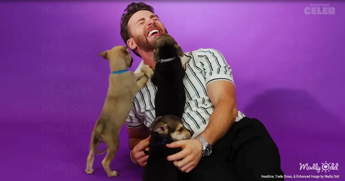 Adult male in a white and black striped shirt interacting with Chihuahua puppies on a purple backdrop.