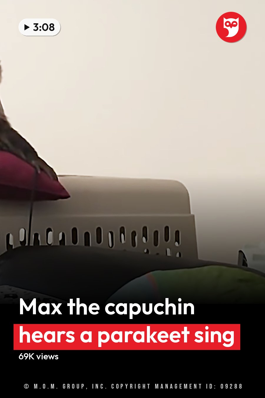 A green parrot with a blue head perches on a black leather couch in a living room, interacting with remote controls while a brown capuchin monkey sits nearby on a red cushion. The headline runs in white letters across the lower third.