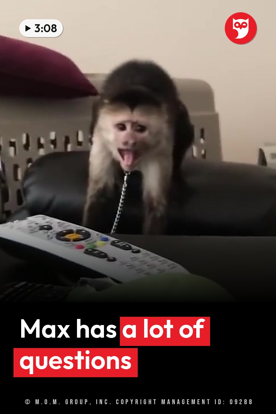 A capuchin monkey sits on a chair with his tongue out, near a remote control on a table. A headline runs in white letters across the lower third.