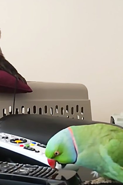 A green parrot with a blue head perches on a black leather couch in a living room, interacting with remote controls while a brown capuchin monkey sits nearby on a red cushion.