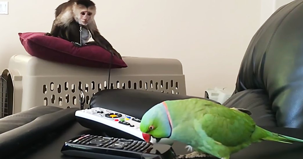 A green parrot with a blue head perches on a black leather couch in a living room, interacting with remote controls while a brown capuchin monkey sits nearby on a red cushion.