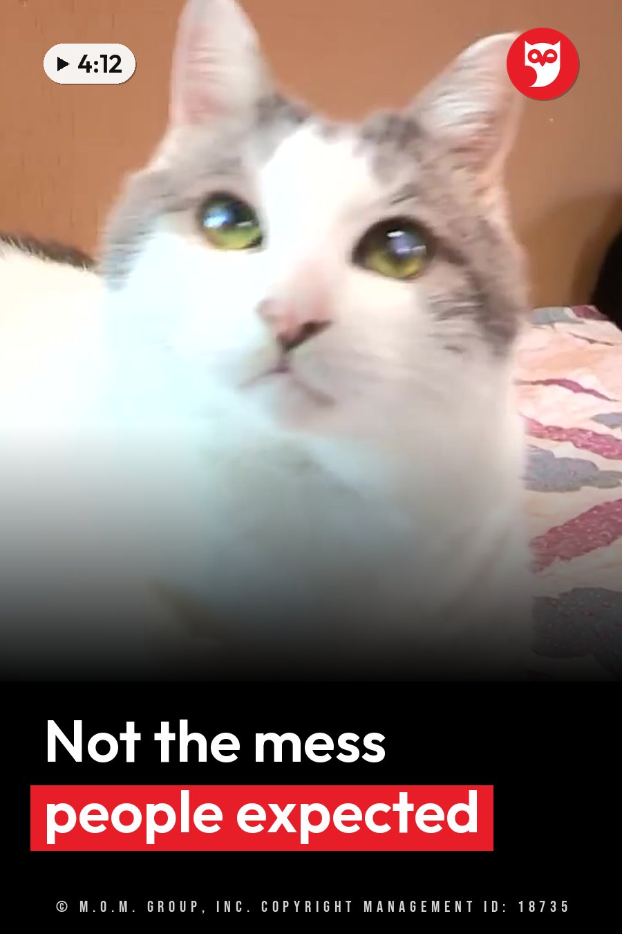 A white cat with gray patches and green eyes sits on a patterned surface and looks upward. A headline runs in white letters across the lower third.