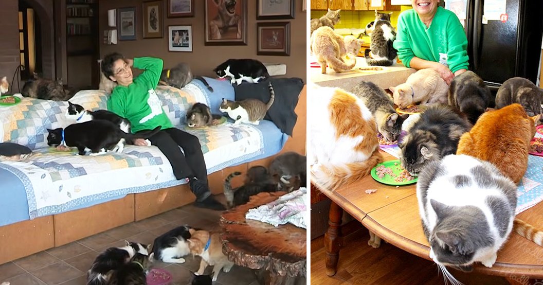 A middle-aged to older adult female in a green long-sleeve shirt with white text and black pants sits relaxed on the couch surrounded by domestic cats of various breeds, including tabby and calico patterns. The scene is indoors, likely her home kitchen area, with furniture like a blue quilted couch and wooden table.