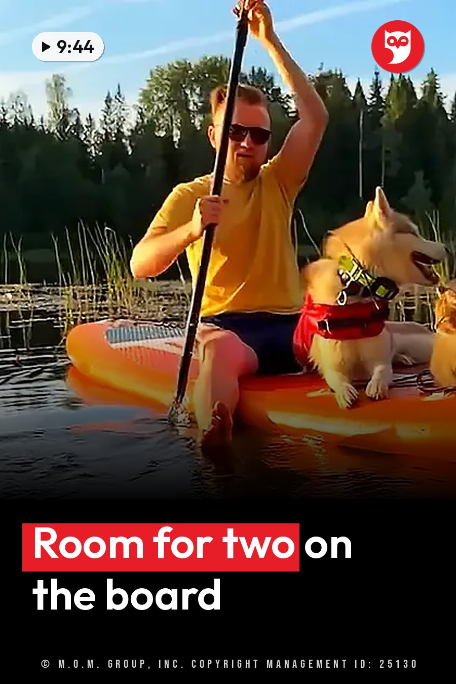 A man paddles an orange board on calm water with two dogs in life vests, a forested shore behind them. A headline runs in white letters across the lower third.