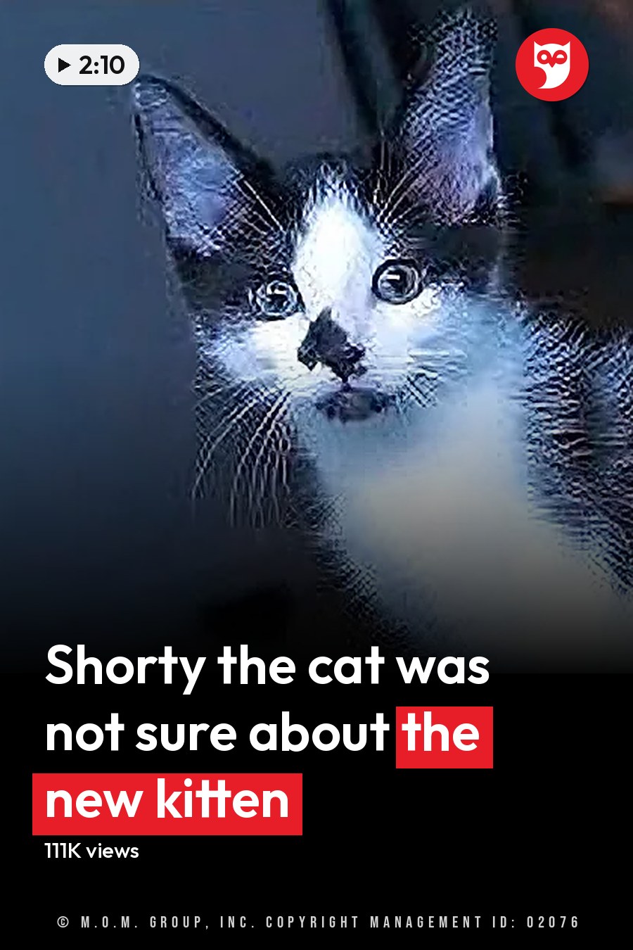 A kitten with predominantly black fur and white patches on its chest, paws, and face, indoors in a home setting with natural light coming from an unseen window. The headline runs in white letters across the lower third.
