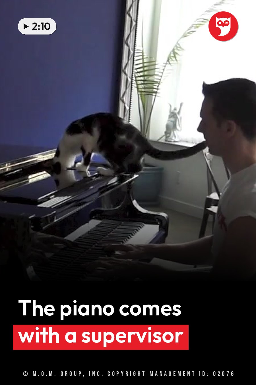 A person plays the piano while a cat stands on the piano's lid near the keys. A headline runs in white letters across the lower third.