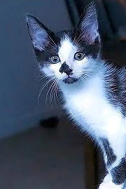A kitten with predominantly black fur and white patches on its chest, paws, and face, indoors in a home setting with natural light coming from an unseen window.
