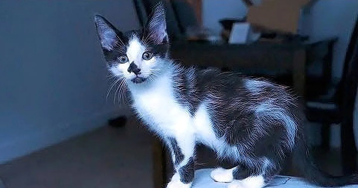 A kitten with predominantly black fur and white patches on its chest, paws, and face, indoors in a home setting with natural light coming from an unseen window.