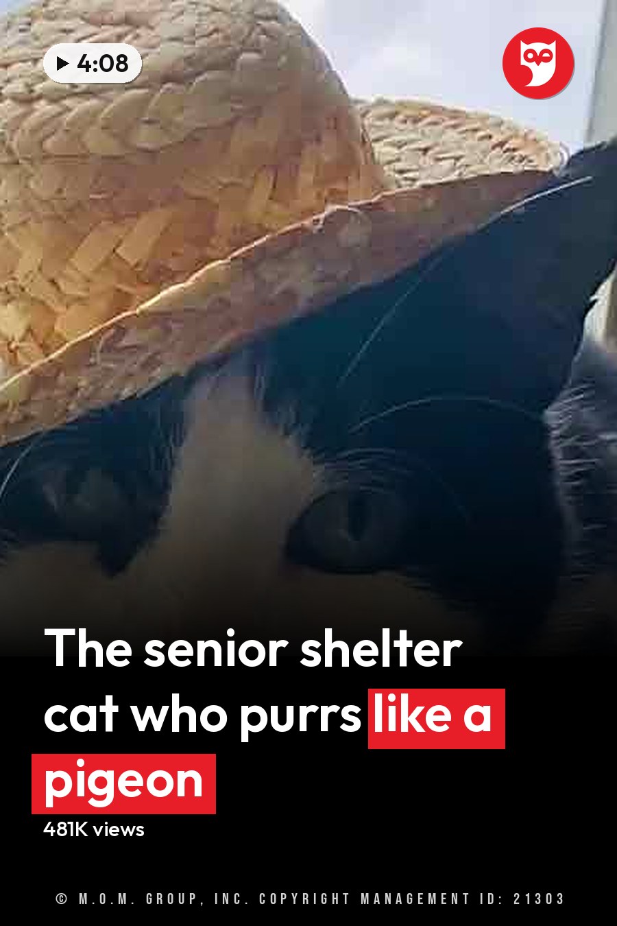 A black-and-white cat with distinct markings wears a straw hat indoors near a window, with spring or summer foliage visible outside. The headline runs in white letters across the lower third.