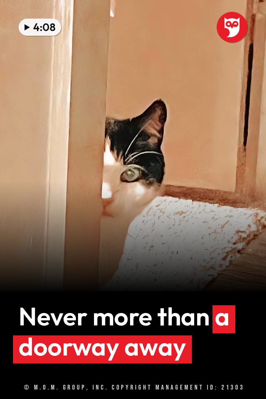 A black-and-white cat peeks from behind a door frame with one eye visible, looking toward the camera. A headline runs in white letters across the lower third.