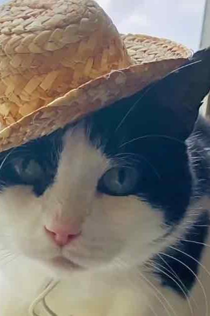 A black-and-white cat with distinct markings wears a straw hat indoors near a window, with spring or summer foliage visible outside.