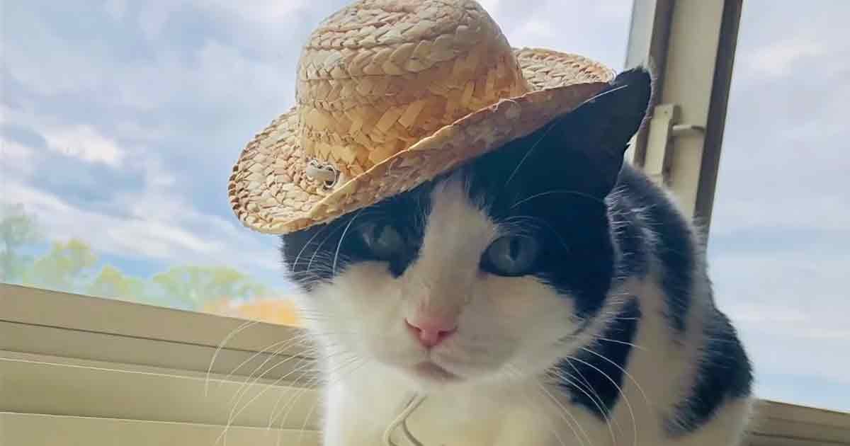A black-and-white cat with distinct markings wears a straw hat indoors near a window, with spring or summer foliage visible outside.