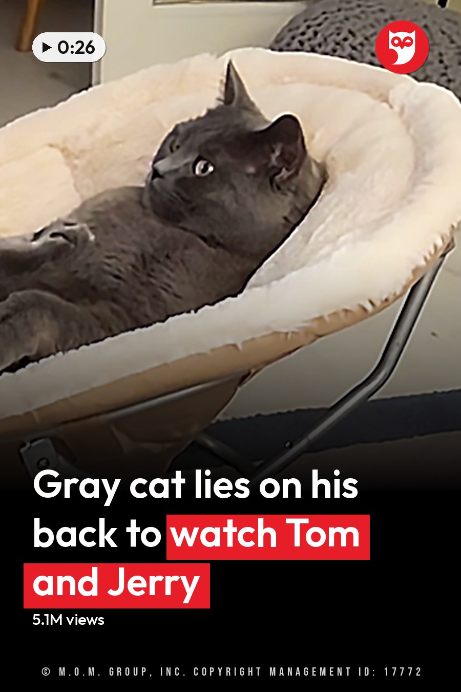 An adult gray cat lying in a pet bed with a white cushion, surrounded by a striped rug and a Christmas tree decorated with red ornaments indoors during the daytime. The headline runs in white letters across the lower third.