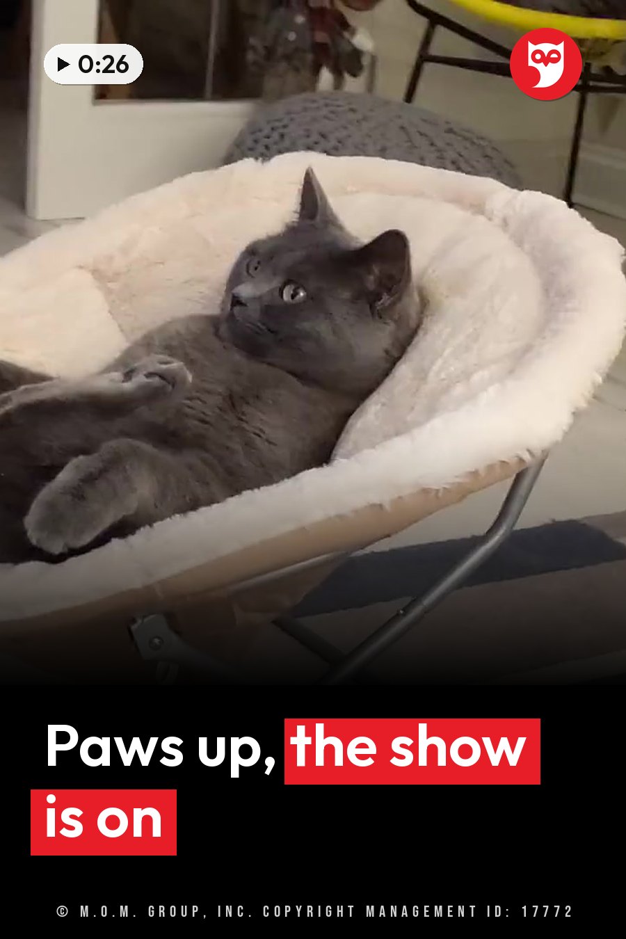A gray cat lies on his back in a fluffy white pet bed with his paws raised, looking upward. A headline runs in white letters across the lower third.