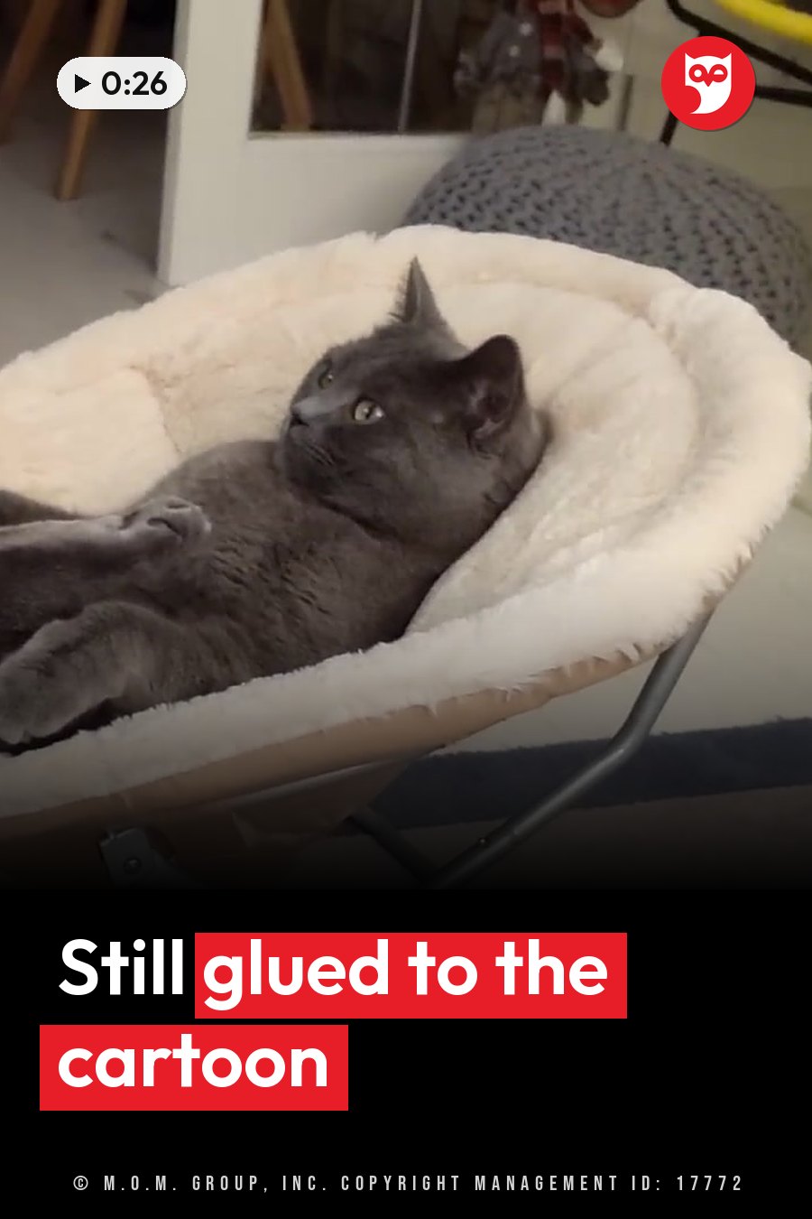 A gray cat with green eyes lies back in a fluffy white pet bed, looking upward. A headline runs in white letters across the lower third.