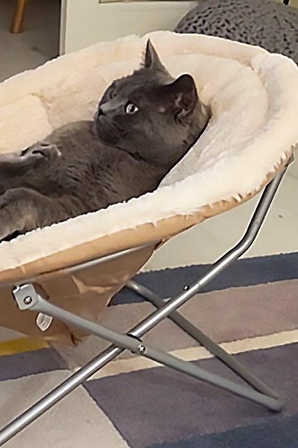 An adult gray cat lying in a pet bed with a white cushion, surrounded by a striped rug and a Christmas tree decorated with red ornaments indoors during the daytime.