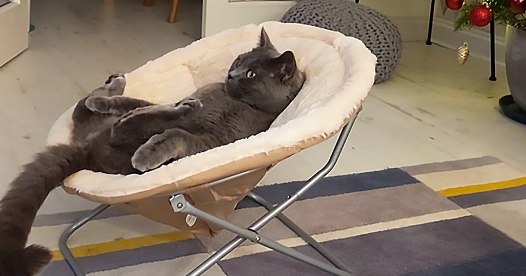 An adult gray cat lying in a pet bed with a white cushion, surrounded by a striped rug and a Christmas tree decorated with red ornaments indoors during the daytime.