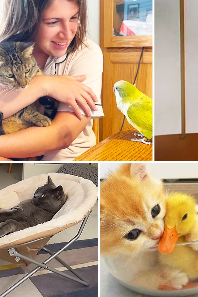 Collage of three video stills, one large above two small. Top: Young adult female in a casual indoor setting with wooden furniture and a green parrot, light natural…