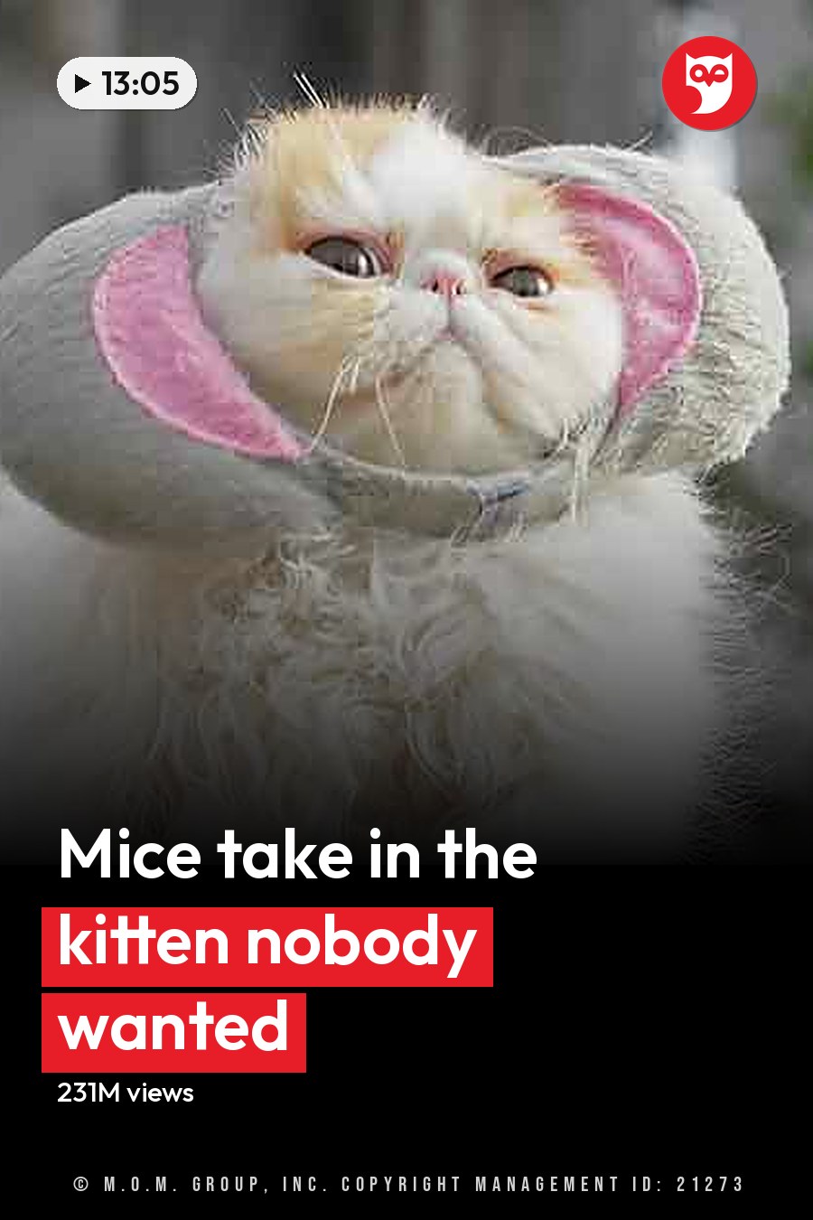 A white and light brown cat wearing an elephant hat with pink inner lining stands outdoors, surrounded by greenery under bright daylight. The headline runs in white letters across the lower third.
