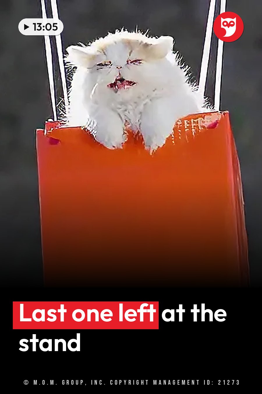 A fluffy white cat sits inside a bright orange bag with black straps, mouth slightly open. A headline runs in white letters across the lower third.