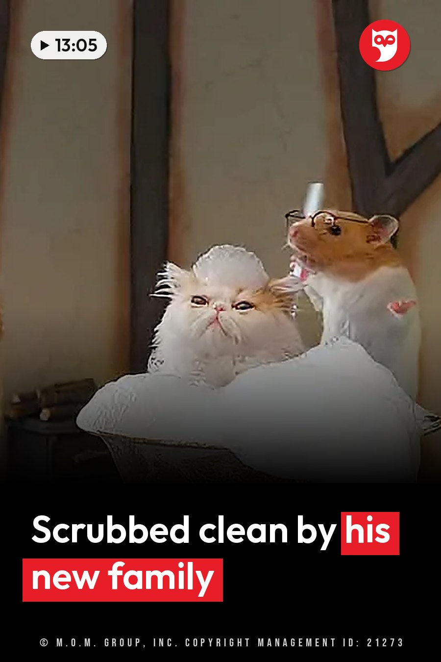 A small rodent wearing glasses holds a toothbrush beside a fluffy white cat sitting in a white tub full of foam. A headline runs in white letters across the lower third.