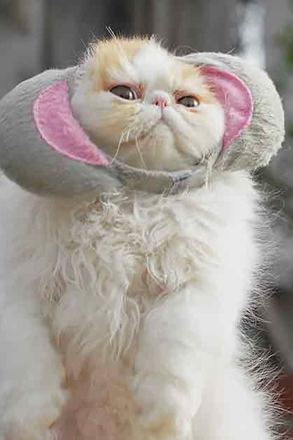 A white and light brown cat wearing an elephant hat with pink inner lining stands outdoors, surrounded by greenery under bright daylight.