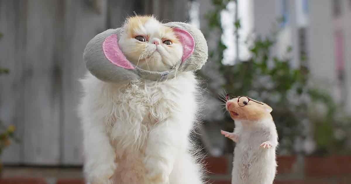 A white and light brown cat wearing an elephant hat with pink inner lining stands outdoors, surrounded by greenery under bright daylight.