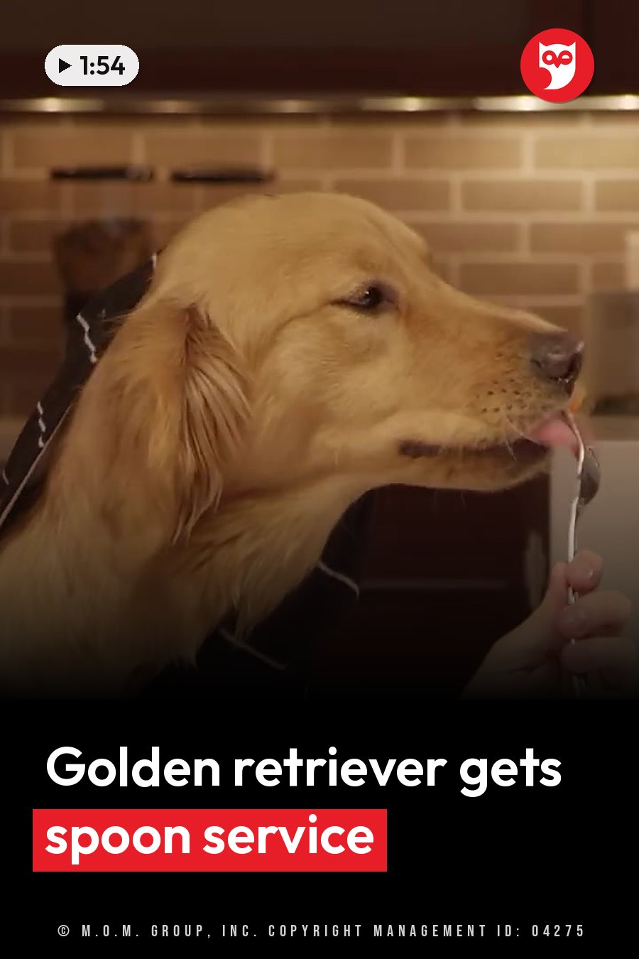 A golden retriever wearing an apron eats food from a spoon held by a human hand. A headline runs in white letters across the lower third.