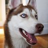 laikathehusky