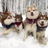 Lilothehusky