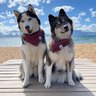 My Mountain Husky