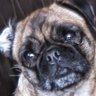 Loca the Pug