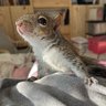 Baby Squirrel
