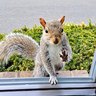 Squirrels at the window