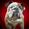 Reuben the Bulldog