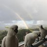 Wild “Friendly wild birds” Parrots Sulphur Crested Cockatoos