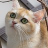 Lovely Kitten