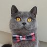 Mr Bobby Cat