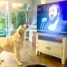 BestDogsLifeUK