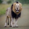 Big On Wild - Wildlife Videos