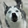 Husky Dad