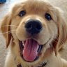 Mia the Golden