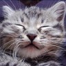PawMeow