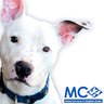 MoCo AnimalServices