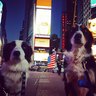 Dewey & Blaze Border Collies