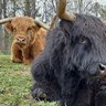 Hamish and Kyloe's Thistle Do Farm