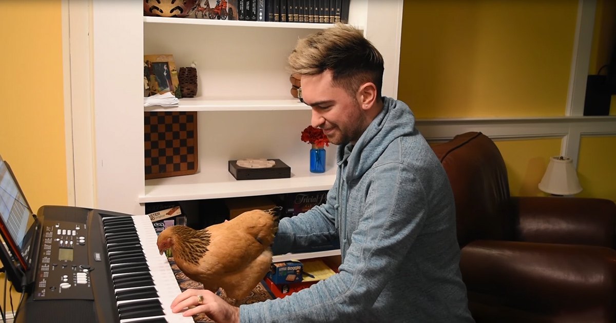 A Rhode Island Red chicken perched on a keyboard being played by an adult male in a home office or living room setting with white bookshelf, dark leather couch, and yellow walls.