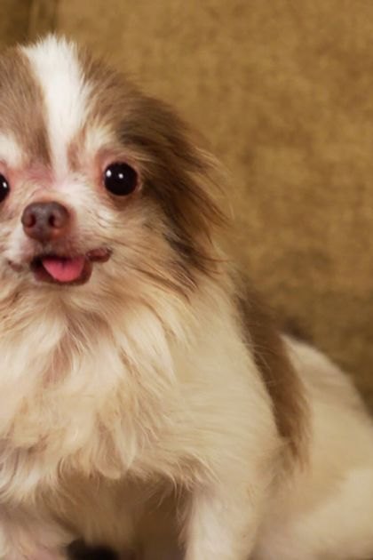 A small Papillon dog with white and brown markings stands against a plain, textured wall in an indoor setting during daytime.