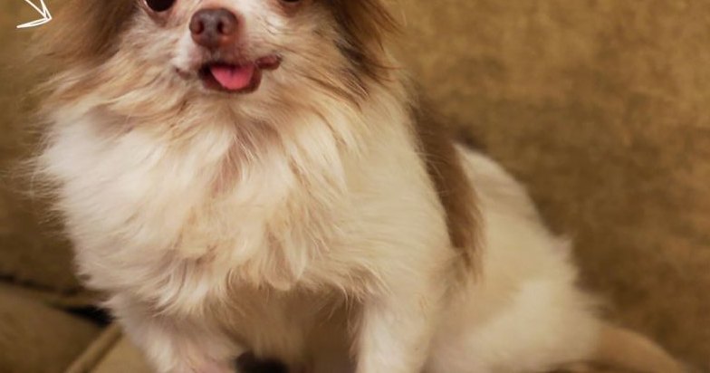 A small Papillon dog with white and brown markings stands against a plain, textured wall in an indoor setting during daytime.
