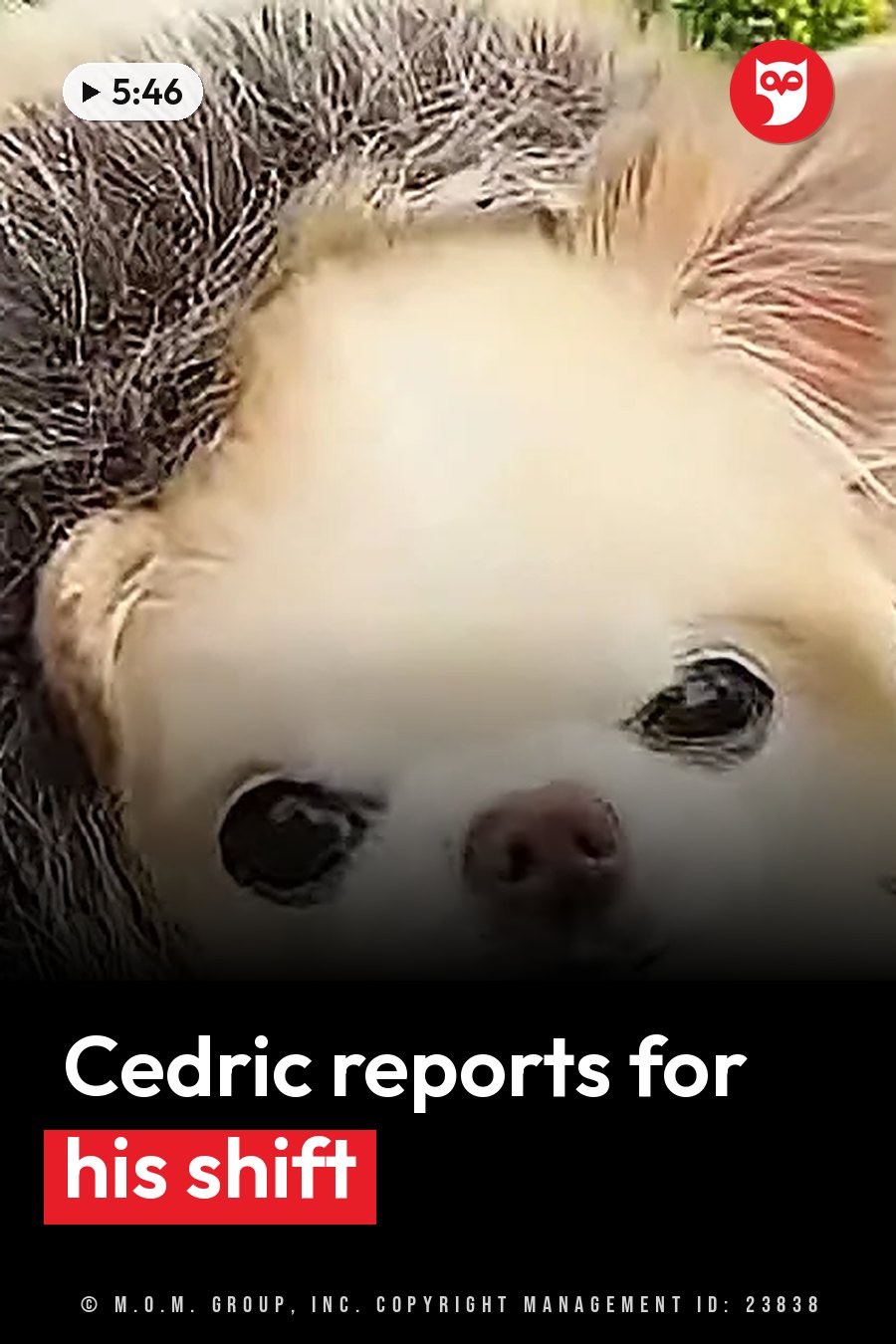 A small dog with light fur and dark eyes lies on a textured surface and looks up. A headline runs in white letters across the lower third.